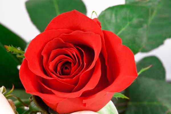 Red Rose Close-up
