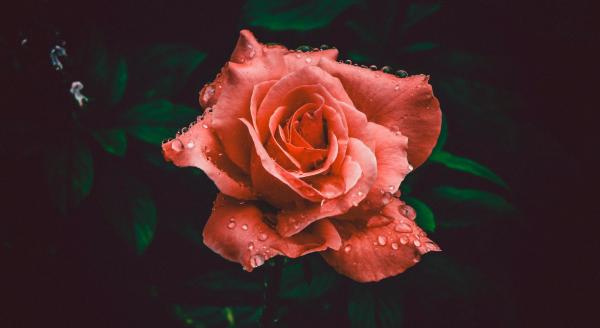Red Rose Flower in Closeup Photography