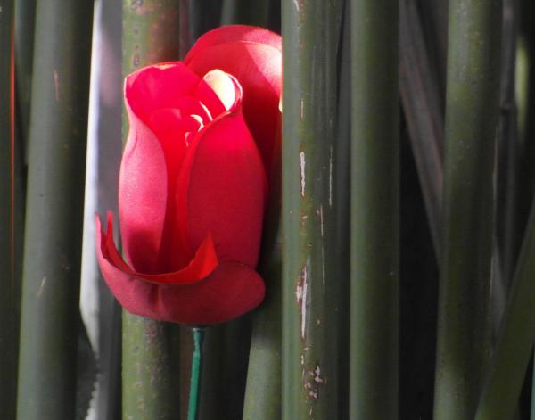 Red Rose in Bamboo