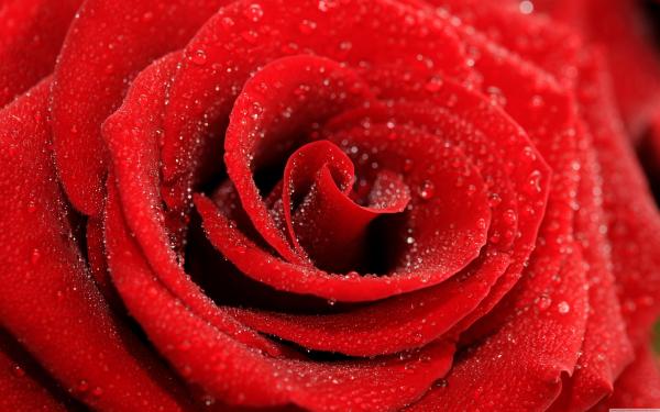 Red rose macro