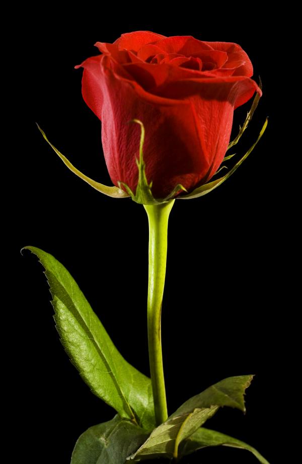 Red rose on black