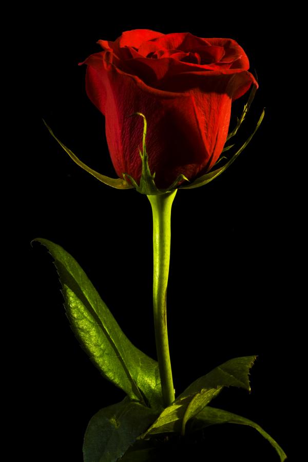 Red rose on black
