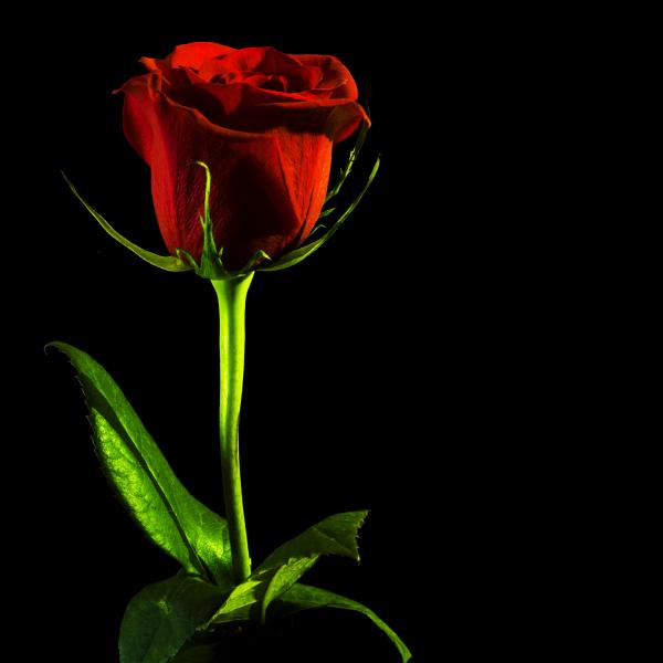 Red rose on black