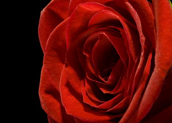 Red rose on black