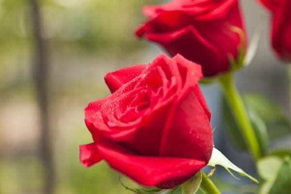 Red Roses