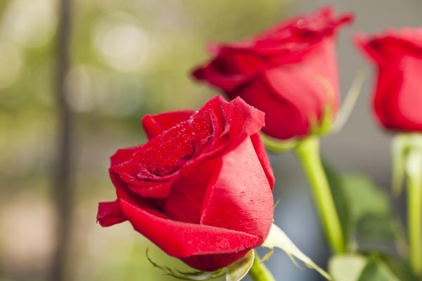 Red Roses