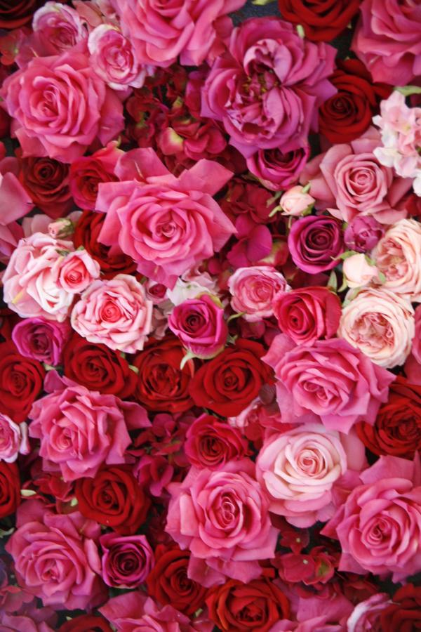 Red Roses