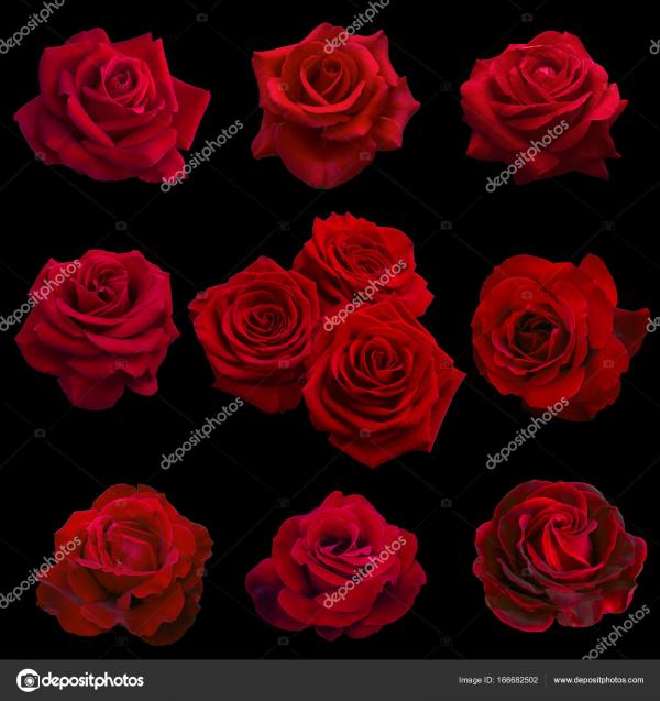 Red Roses Collage