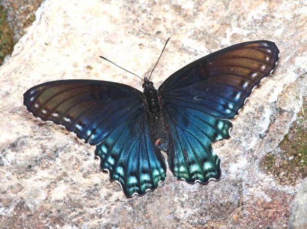 RED-SPOTTED ADMIRAL (Limenitis arthemis arizonensis) (3-31-14) red mt rd, patagonia mts, scc, az -01