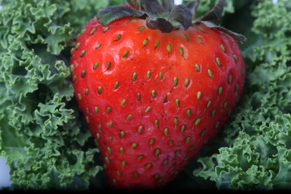 Red Strawberry on kale