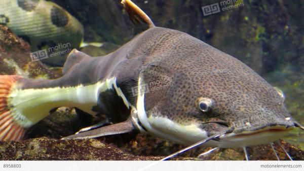 Redtail Catfish