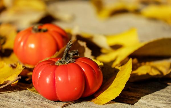 Red Tomatoes