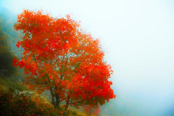 Red tree