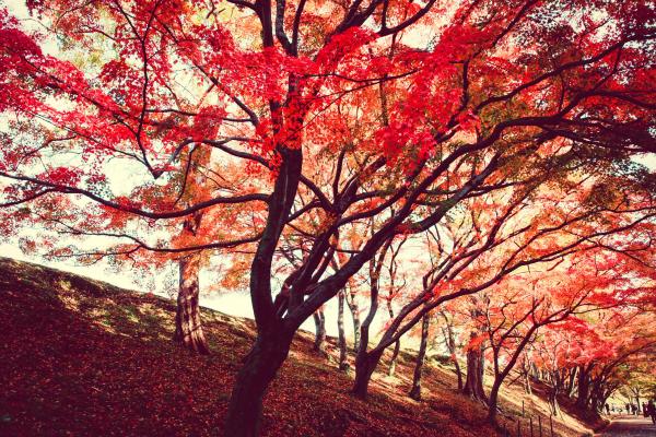 Red Trees