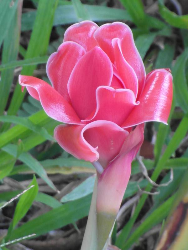 Red Tropical Flower