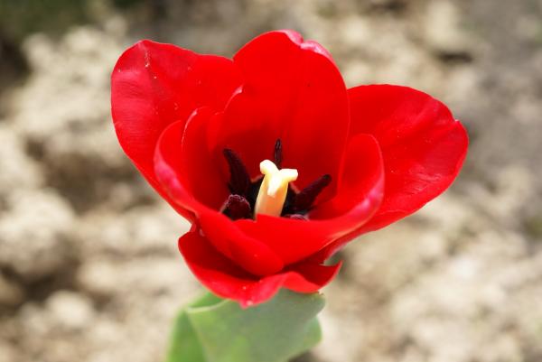 Red tulip