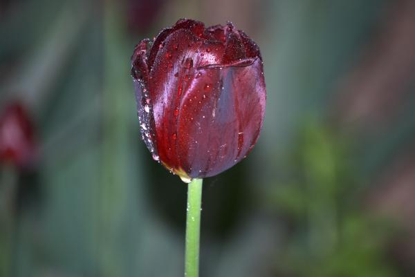 Red Tulip