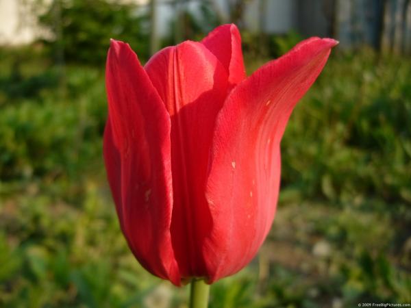 Red tulips