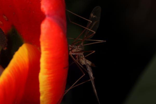 Red Tulip with Cranefly