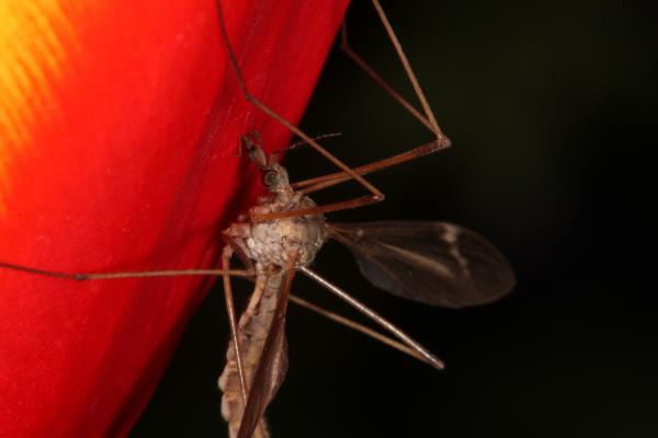 Red Tulip with Cranefly