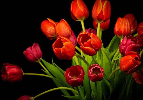 Red Tulips