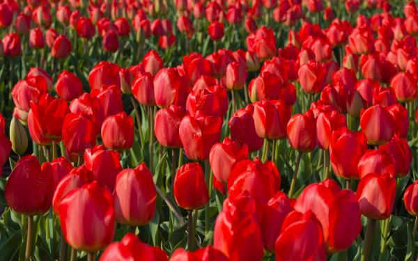 Red tulips