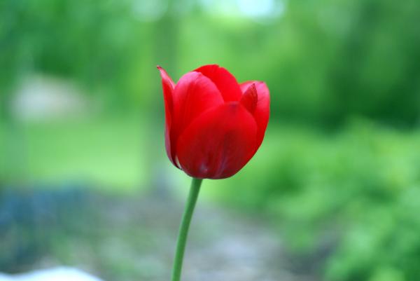 Red Tulips