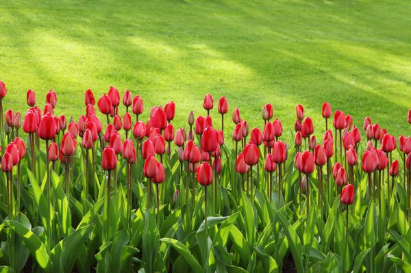 Red Tulips on Green Grass Field