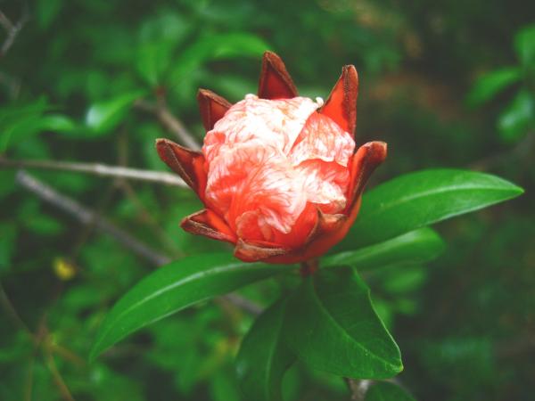 Red White Petaled Flower Close Up Photography