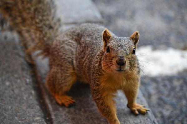 Red-haired squirrel with a fluffy tail looking into the camera