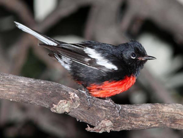 REDSTART, PAINTED (7-29-09) az -01