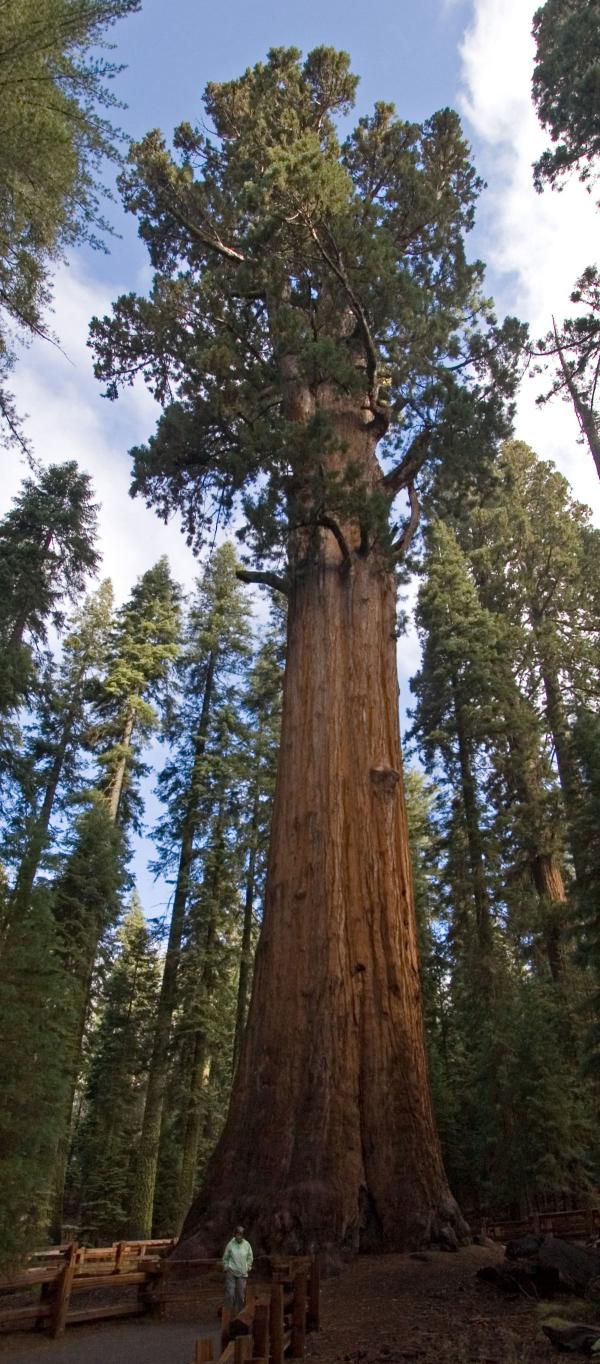 Redwood Cross Section in Sequoia Nationa