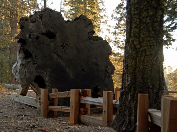 Redwood Cross Section in Sequoia Nationa