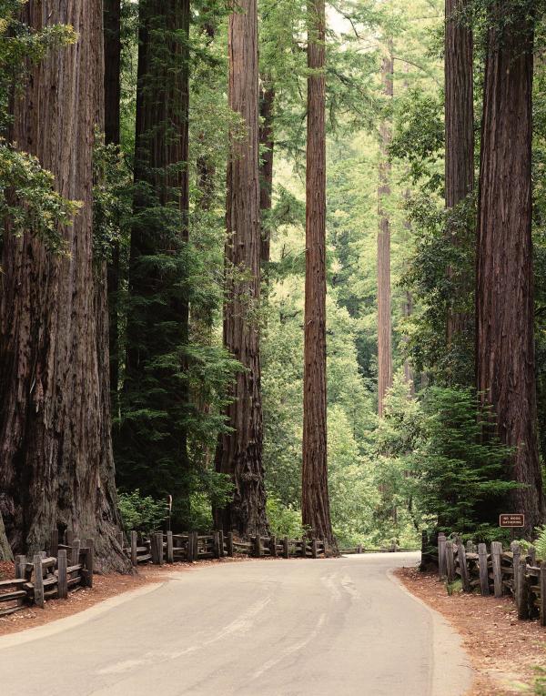 Redwood National Park