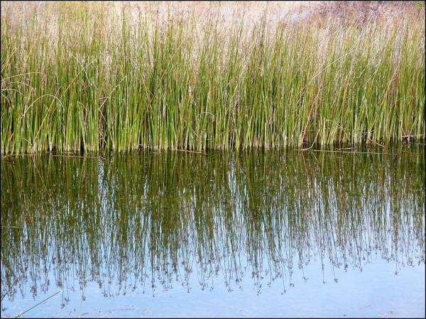 Reeds