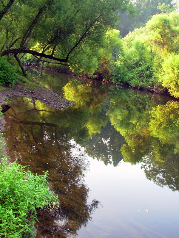 Reflecting trees