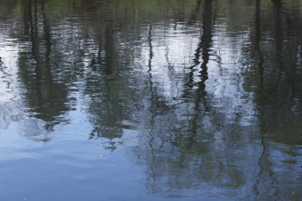 Trees reflected