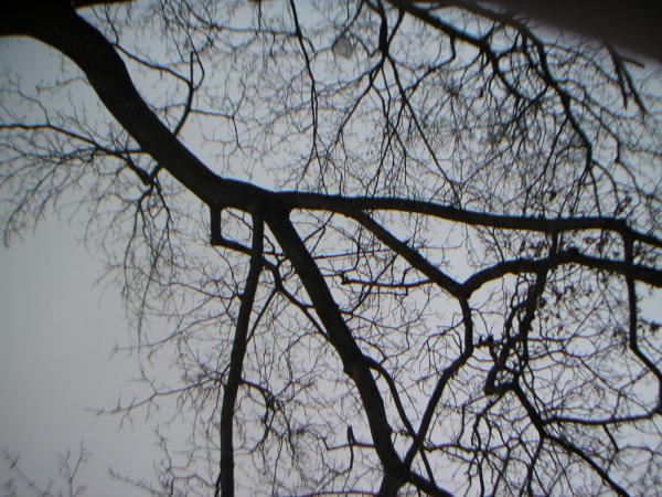 Regent park