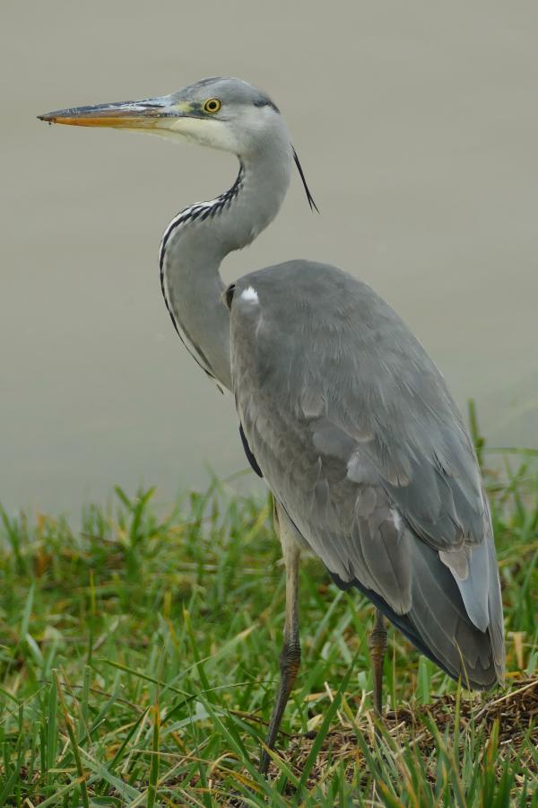 Reiger bij hoog waterstand in de waal bij Vuren
