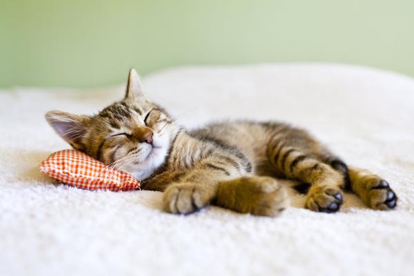 Relaxing cat