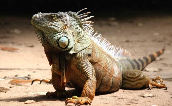 Wild Reptile