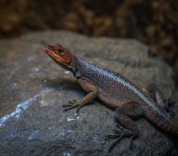 Reptile on Rock