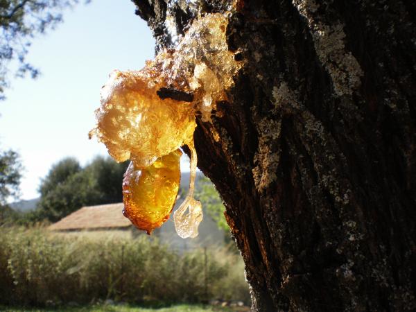 Resin