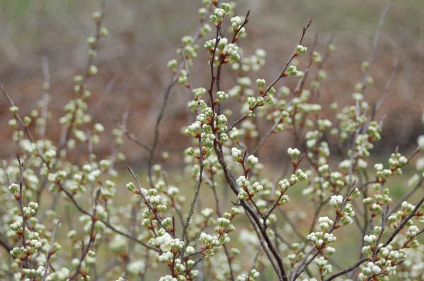 Rest Stop Flowers 3