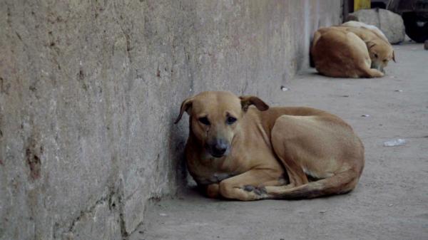 Sleeping street dog