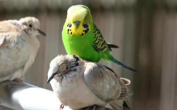 Resting pigeon