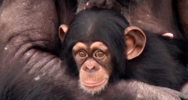 Retired Chimp