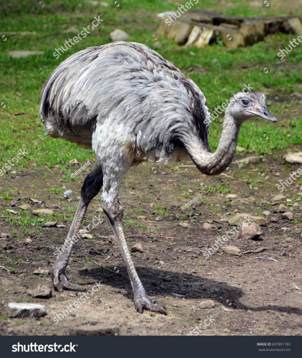 Rhea Bird