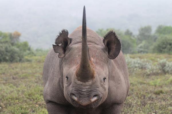 Rhino