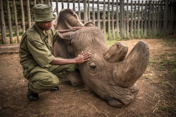 Rhino